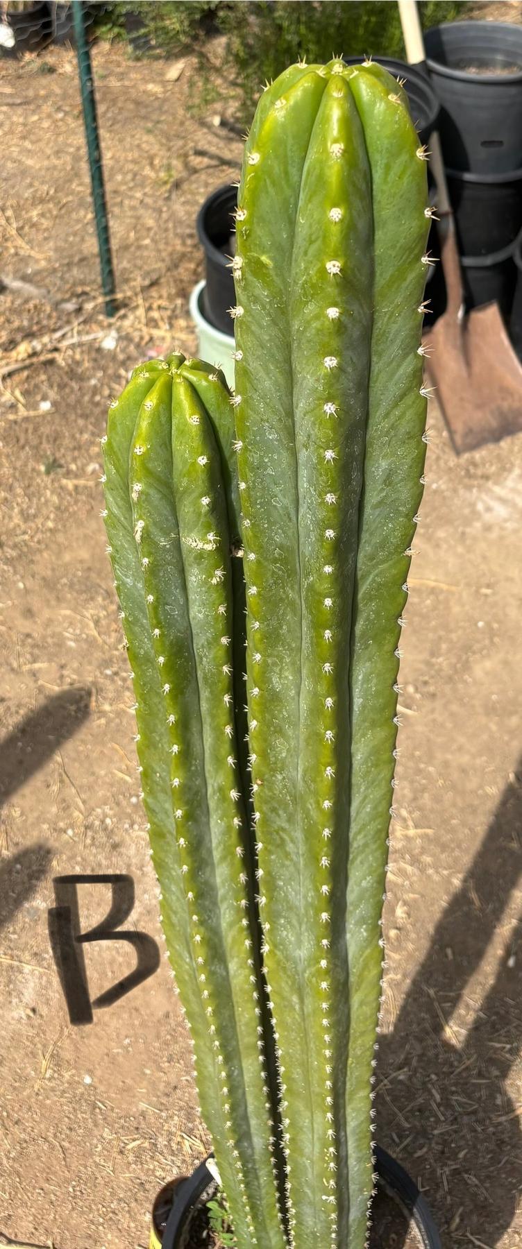 #EC125 EXACT GIANT Trichocereus Pachanoi PC Potted Cactus Specimens