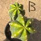 #EC125 EXACT GIANT Trichocereus Pachanoi PC Potted Cactus Specimens
