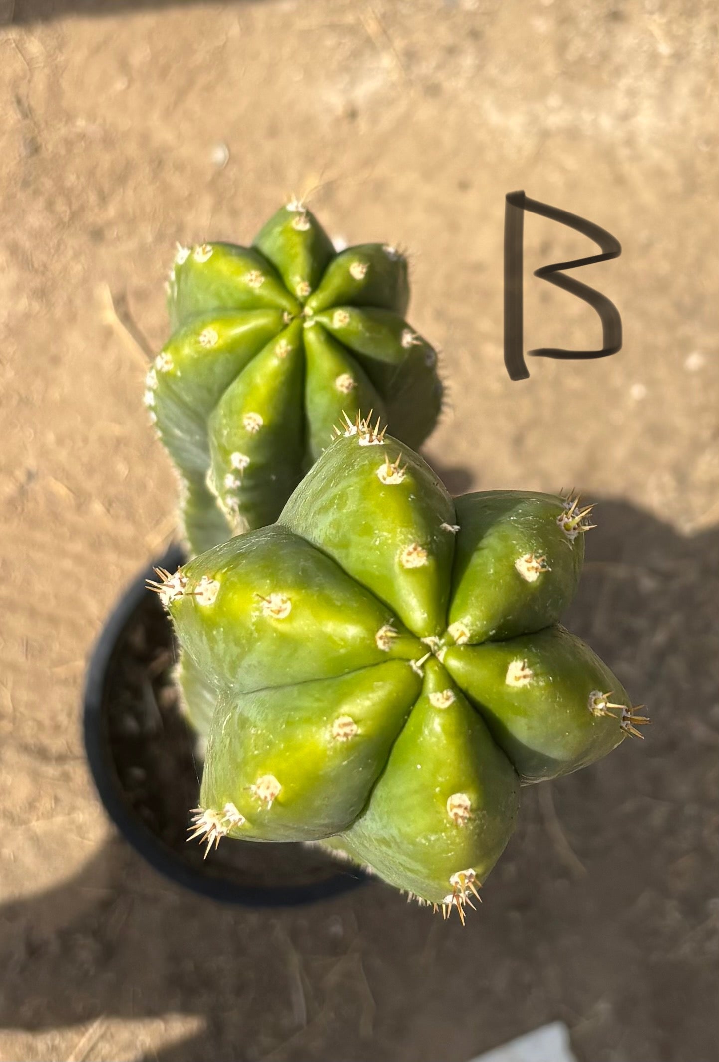 #EC125 EXACT GIANT Trichocereus Pachanoi PC Potted Cactus Specimens