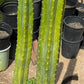 #EC125 EXACT GIANT Trichocereus Pachanoi PC Potted Cactus Specimens
