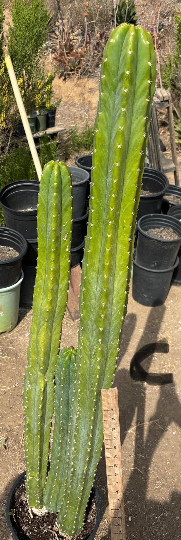 #EC125 EXACT GIANT Trichocereus Pachanoi PC Potted Cactus Specimens