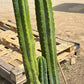 #EC125 EXACT GIANT Trichocereus Pachanoi PC Potted Cactus Specimens