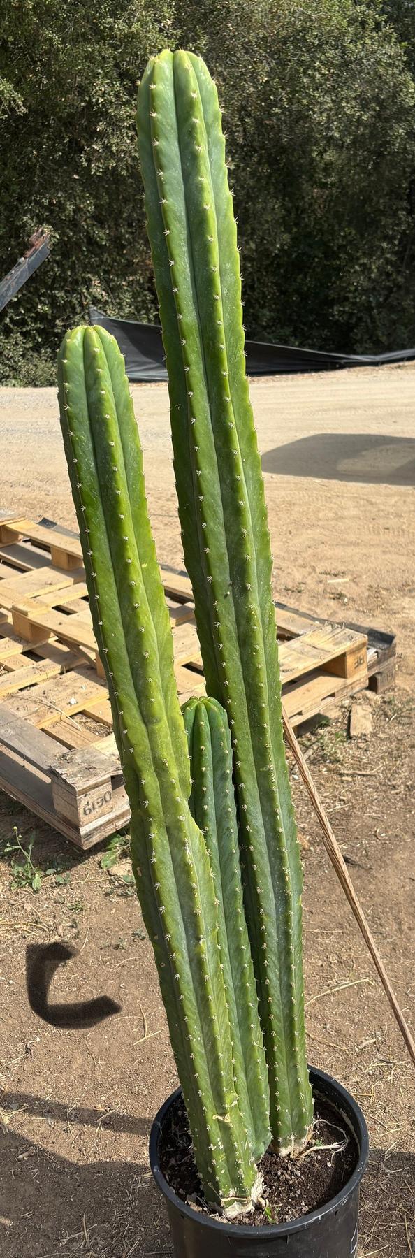 #EC125 EXACT GIANT Trichocereus Pachanoi PC Potted Cactus Specimens