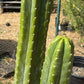 #EC125 EXACT GIANT Trichocereus Pachanoi PC Potted Cactus Specimens