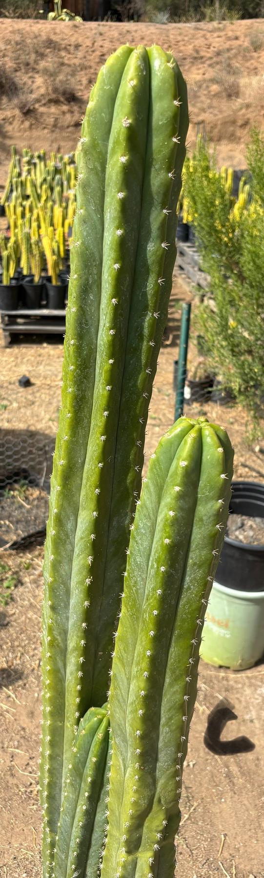 #EC125 EXACT GIANT Trichocereus Pachanoi PC Potted Cactus Specimens