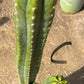 #EC125 EXACT GIANT Trichocereus Pachanoi PC Potted Cactus Specimens