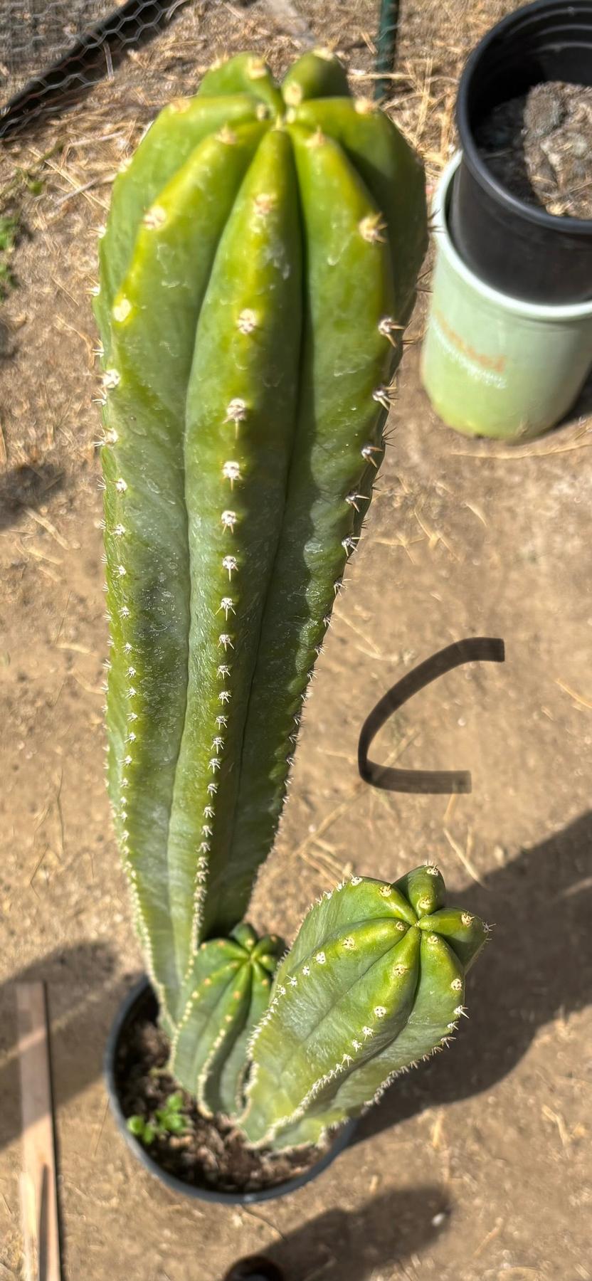 #EC125 EXACT GIANT Trichocereus Pachanoi PC Potted Cactus Specimens