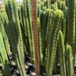 #EC125 EXACT GIANT Trichocereus Pachanoi PC Potted Cactus Specimens