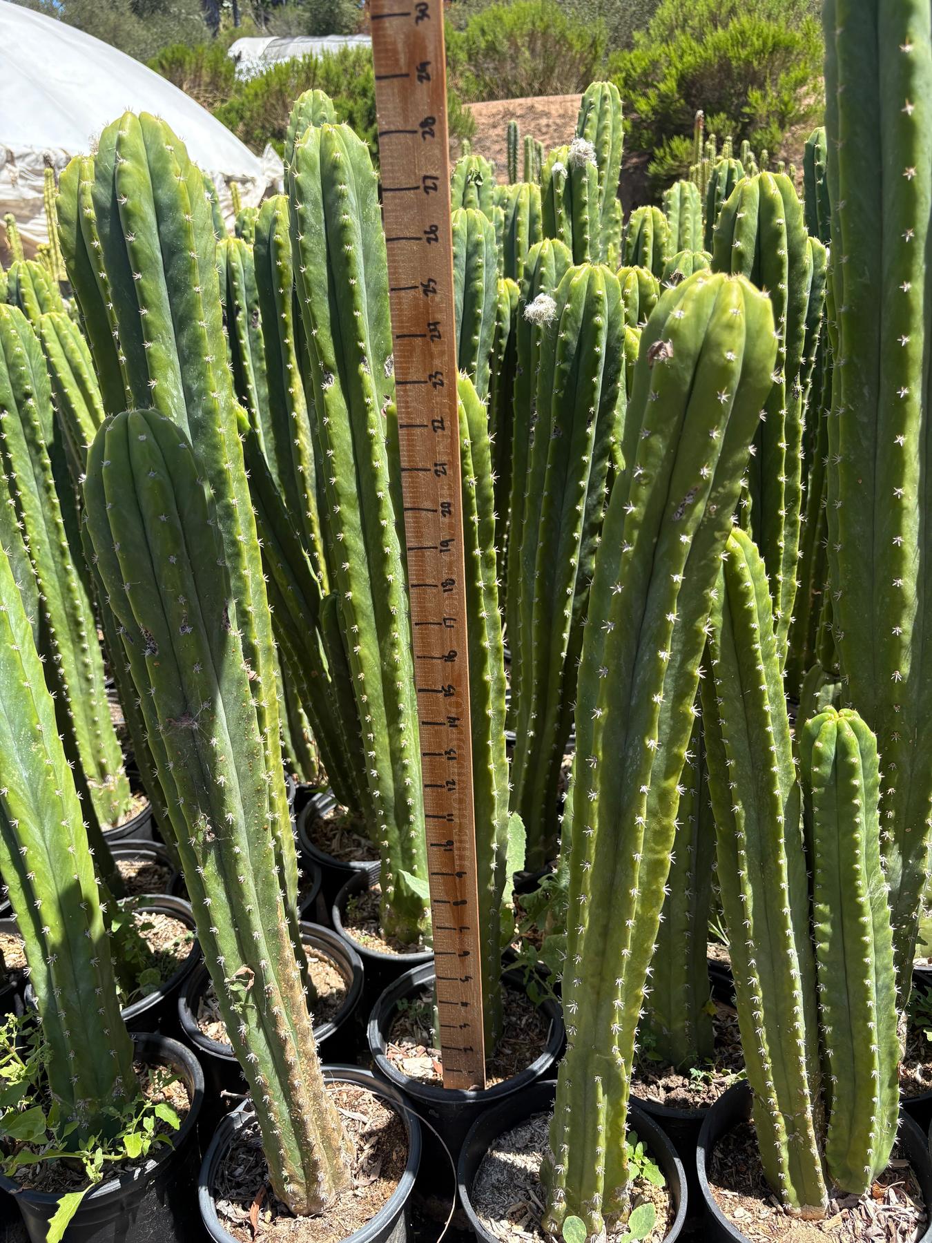 #EC125 EXACT GIANT Trichocereus Pachanoi PC Potted Cactus Specimens