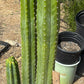 #EC125 EXACT GIANT Trichocereus Pachanoi PC Potted Cactus Specimens