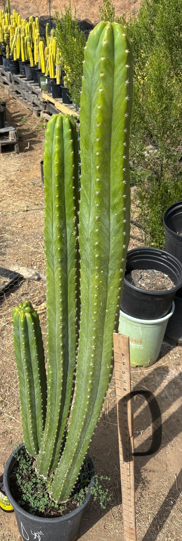 #EC125 EXACT GIANT Trichocereus Pachanoi PC Potted Cactus Specimens