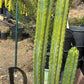 #EC125 EXACT GIANT Trichocereus Pachanoi PC Potted Cactus Specimens