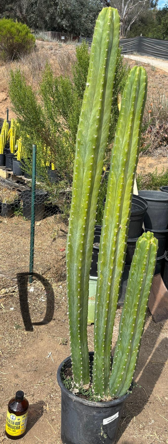 #EC125 EXACT GIANT Trichocereus Pachanoi PC Potted Cactus Specimens