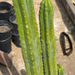 #EC125 EXACT GIANT Trichocereus Pachanoi PC Potted Cactus Specimens