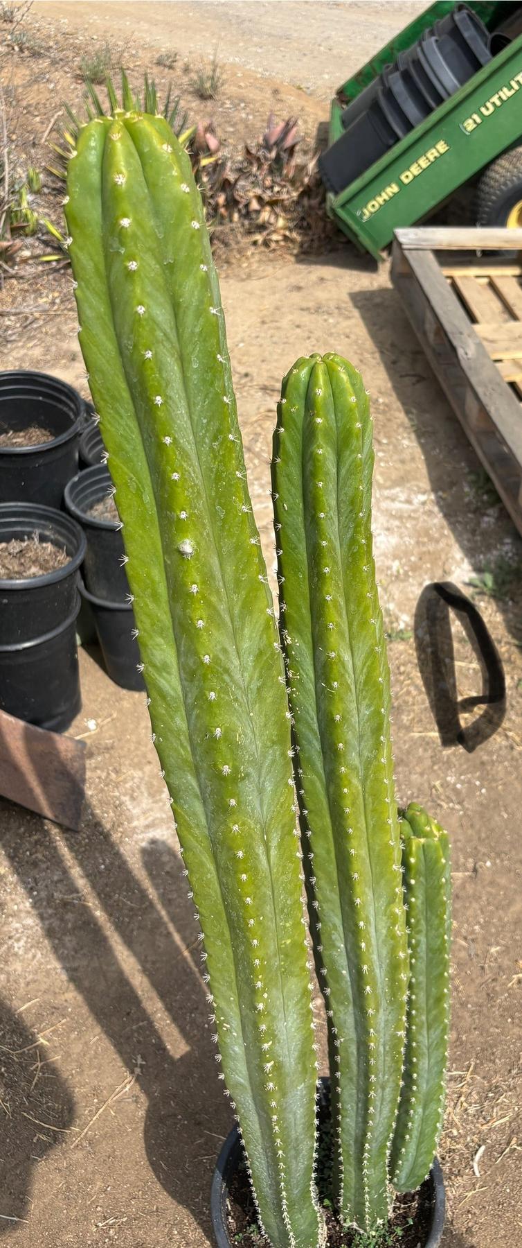 #EC125 EXACT GIANT Trichocereus Pachanoi PC Potted Cactus Specimens