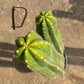 #EC125 EXACT GIANT Trichocereus Pachanoi PC Potted Cactus Specimens