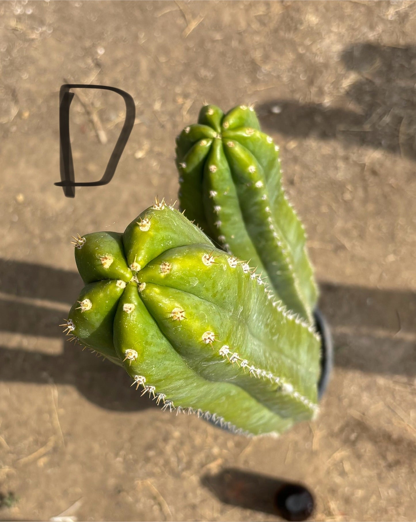 #EC125 EXACT GIANT Trichocereus Pachanoi PC Potted Cactus Specimens