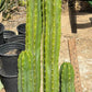 #EC125 EXACT GIANT Trichocereus Pachanoi PC Potted Cactus Specimens