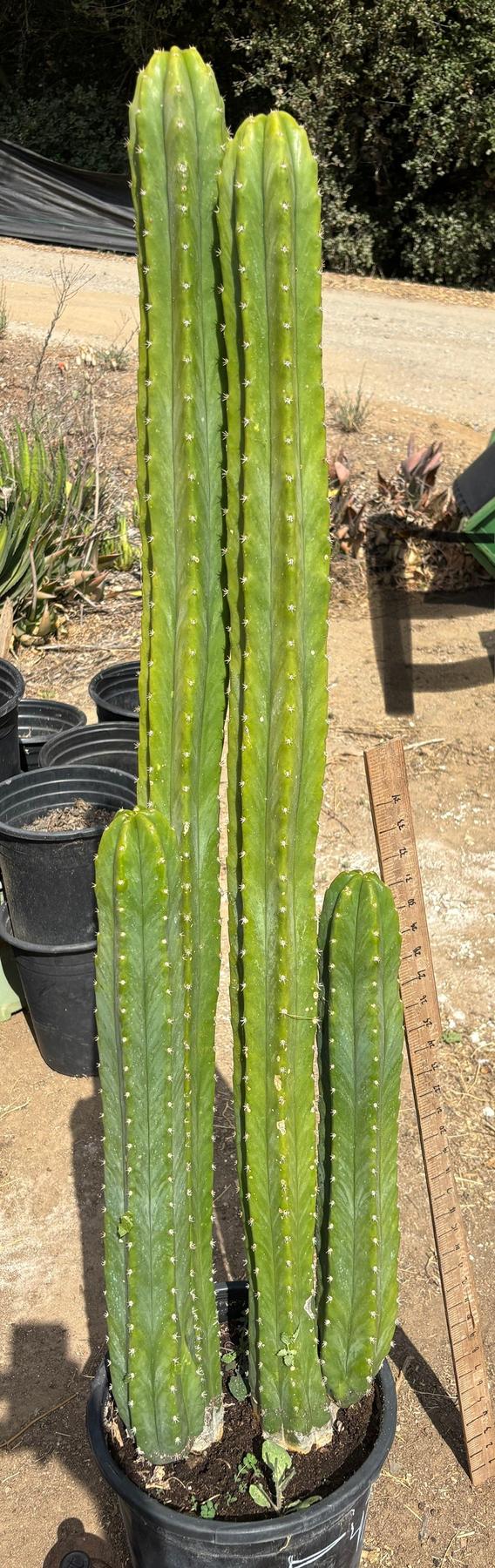 #EC125 EXACT GIANT Trichocereus Pachanoi PC Potted Cactus Specimens