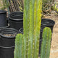 #EC125 EXACT GIANT Trichocereus Pachanoi PC Potted Cactus Specimens