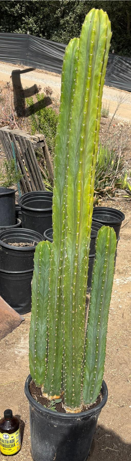 #EC125 EXACT GIANT Trichocereus Pachanoi PC Potted Cactus Specimens