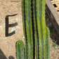 #EC125 EXACT GIANT Trichocereus Pachanoi PC Potted Cactus Specimens