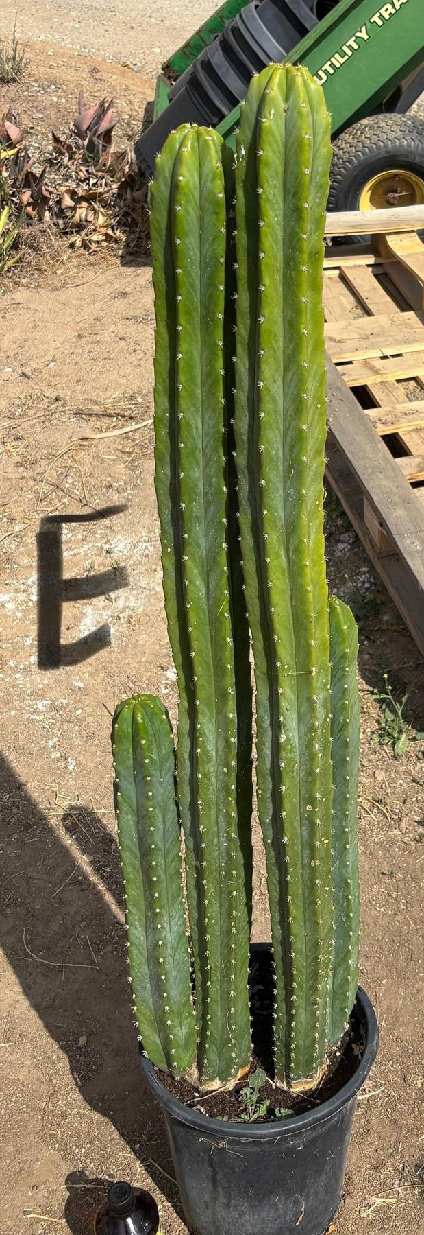 #EC125 EXACT GIANT Trichocereus Pachanoi PC Potted Cactus Specimens