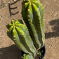 #EC125 EXACT GIANT Trichocereus Pachanoi PC Potted Cactus Specimens