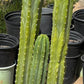 #EC125 EXACT GIANT Trichocereus Pachanoi PC Potted Cactus Specimens