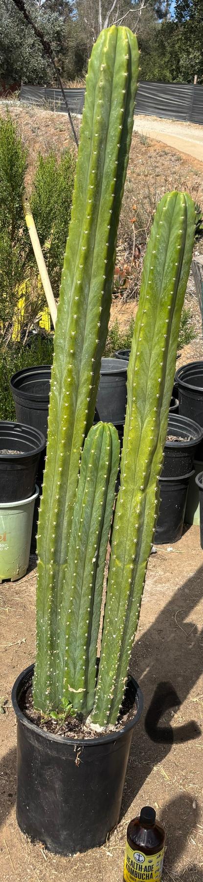 #EC125 EXACT GIANT Trichocereus Pachanoi PC Potted Cactus Specimens