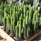 #EC125 EXACT GIANT Trichocereus Pachanoi PC Potted Cactus Specimens