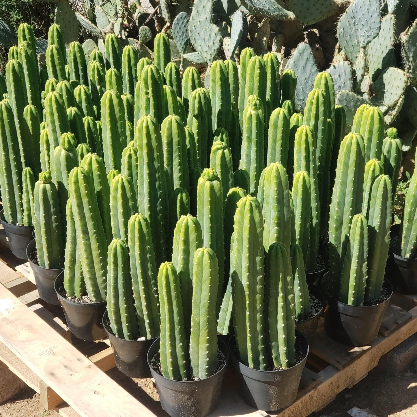 #EC125 EXACT GIANT Trichocereus Pachanoi PC Potted Cactus Specimens