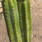 #EC125 EXACT GIANT Trichocereus Pachanoi PC Potted Cactus Specimens