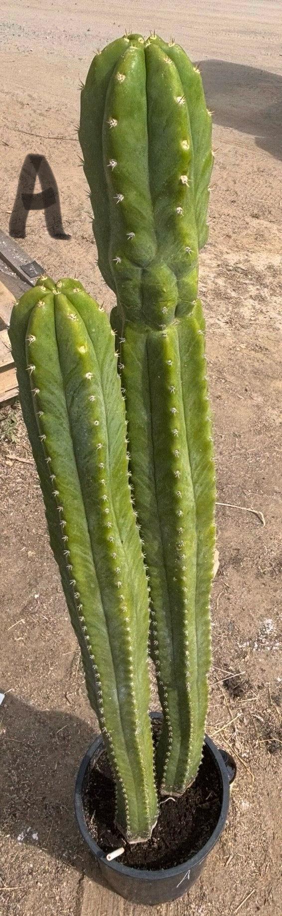 #EC125 EXACT GIANT Trichocereus Pachanoi PC Potted Cactus Specimens