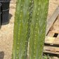 #EC125 EXACT GIANT Trichocereus Pachanoi PC Potted Cactus Specimens