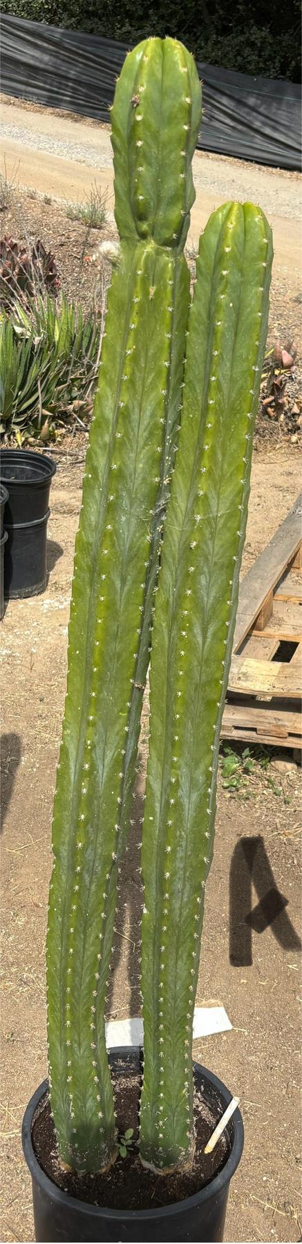 #EC125 EXACT GIANT Trichocereus Pachanoi PC Potted Cactus Specimens