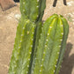 #EC125 EXACT GIANT Trichocereus Pachanoi PC Potted Cactus Specimens