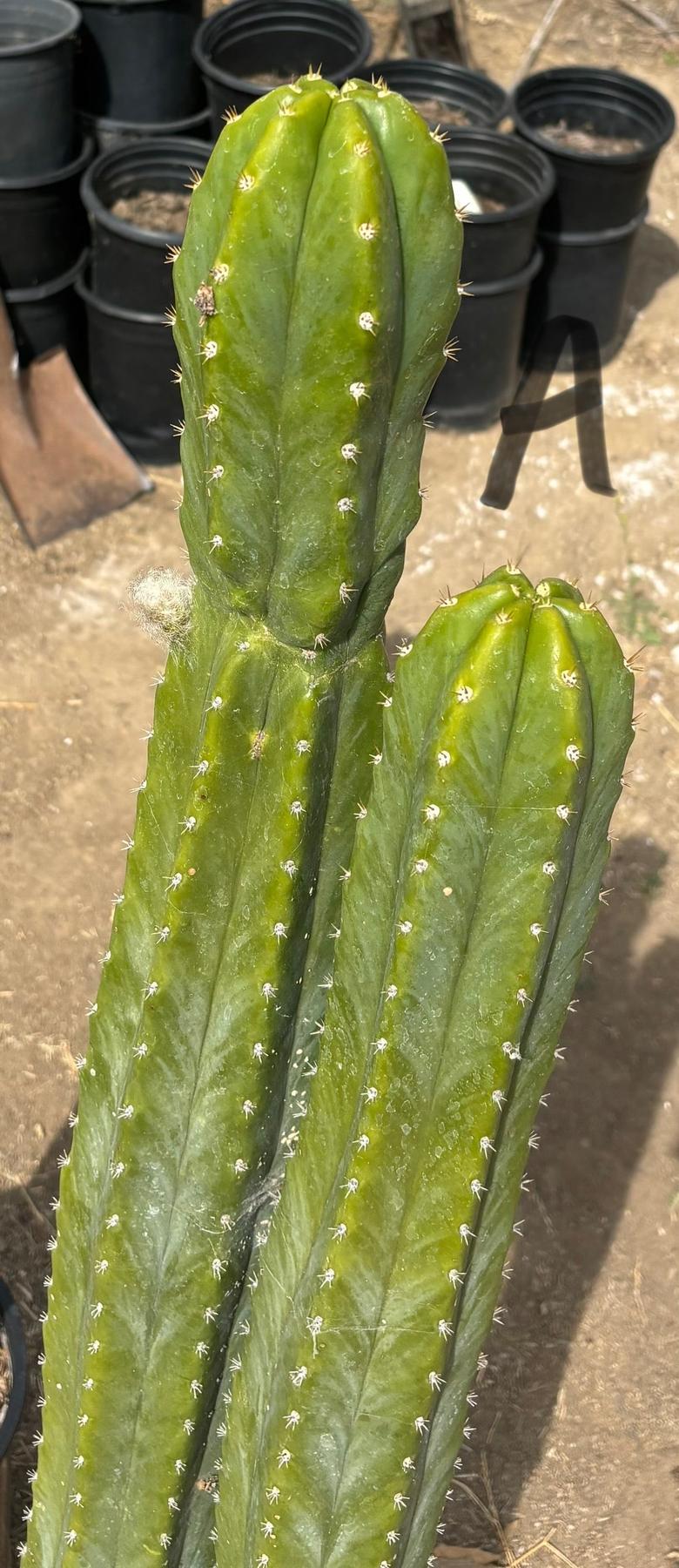 #EC125 EXACT GIANT Trichocereus Pachanoi PC Potted Cactus Specimens