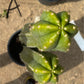 #EC125 EXACT GIANT Trichocereus Pachanoi PC Potted Cactus Specimens