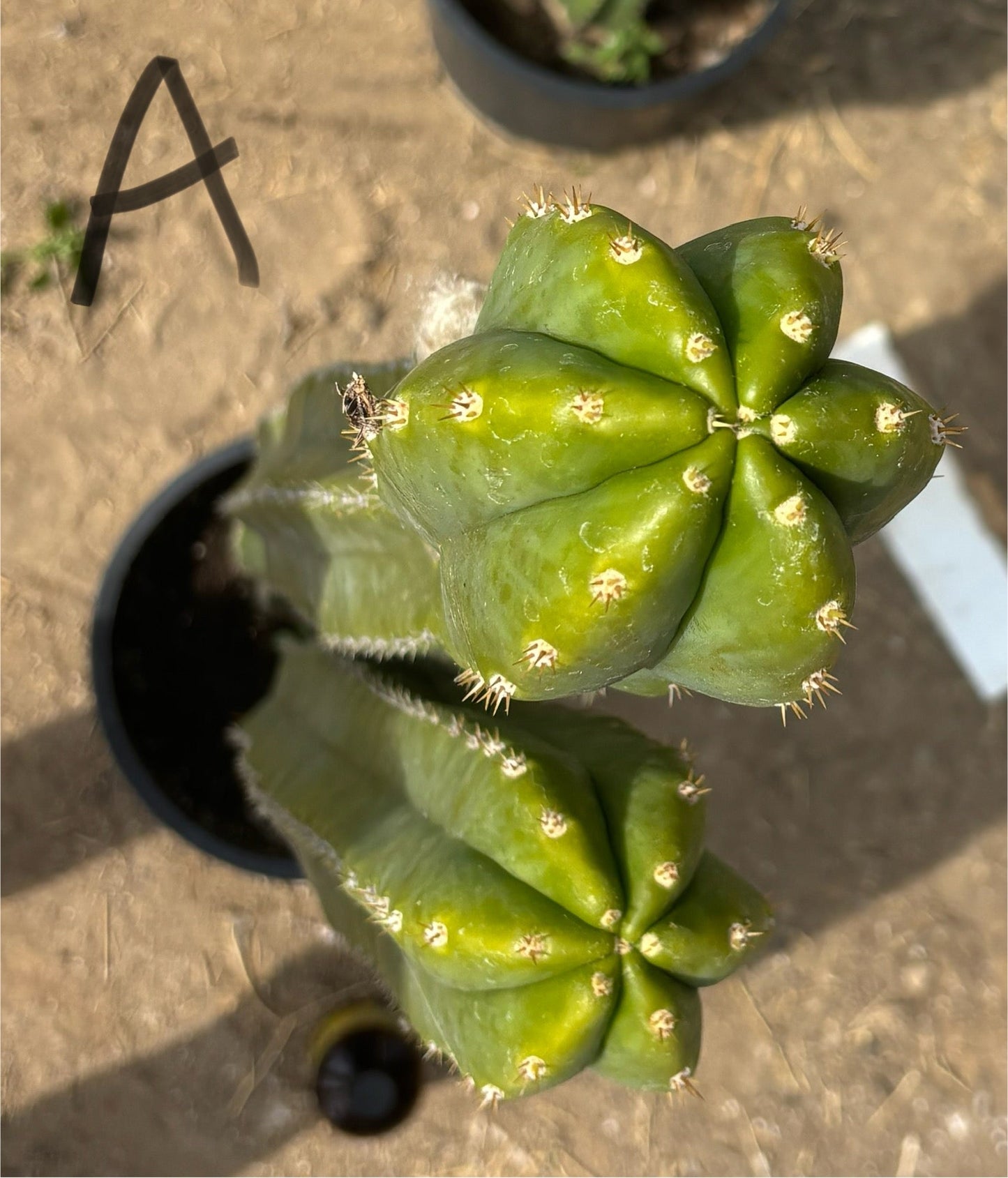 #EC125 EXACT GIANT Trichocereus Pachanoi PC Potted Cactus Specimens
