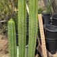 #EC125 EXACT GIANT Trichocereus Pachanoi PC Potted Cactus Specimens