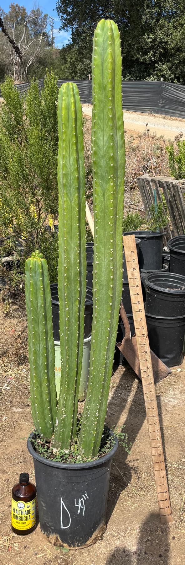 #EC125 EXACT GIANT Trichocereus Pachanoi PC Potted Cactus Specimens