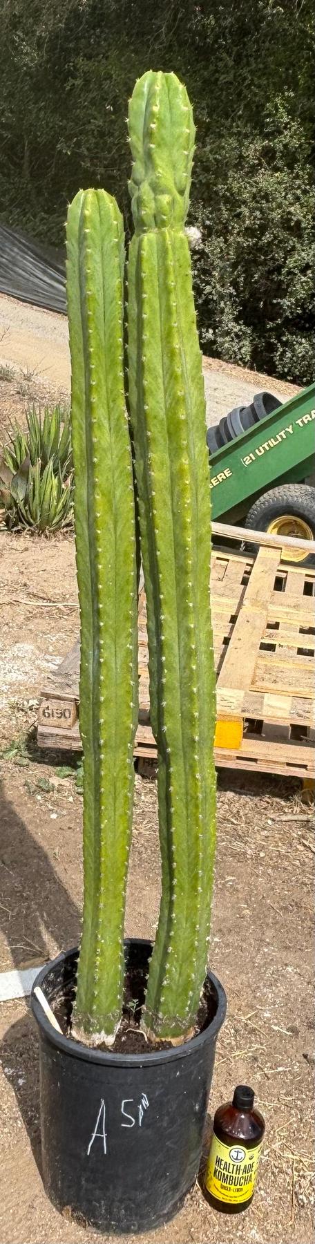 #EC125 EXACT GIANT Trichocereus Pachanoi PC Potted Cactus Specimens
