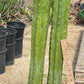#EC125 EXACT GIANT Trichocereus Pachanoi PC Potted Cactus Specimens