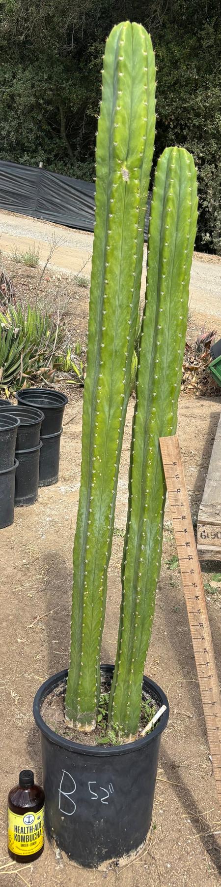 #EC125 EXACT GIANT Trichocereus Pachanoi PC Potted Cactus Specimens