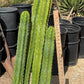 #EC125 EXACT GIANT Trichocereus Pachanoi PC Potted Cactus Specimens