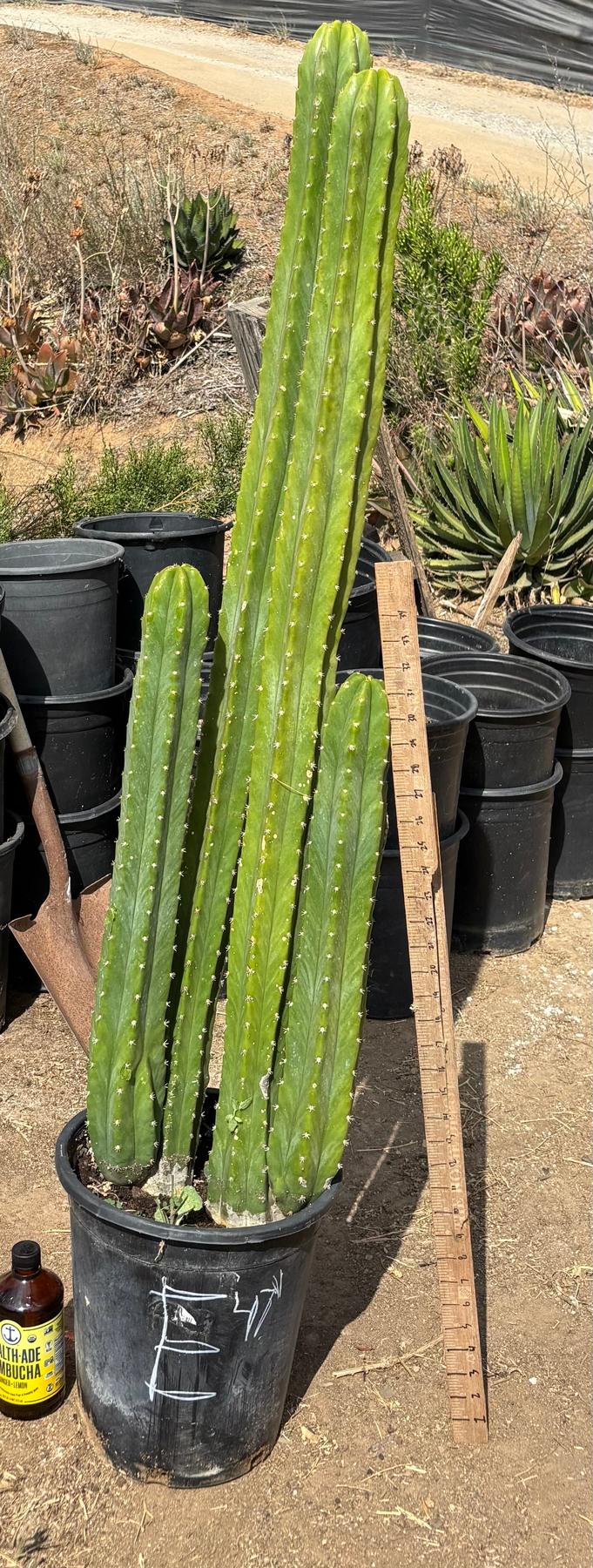 #EC125 EXACT GIANT Trichocereus Pachanoi PC Potted Cactus Specimens