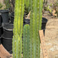 #EC125 EXACT GIANT Trichocereus Pachanoi PC Potted Cactus Specimens