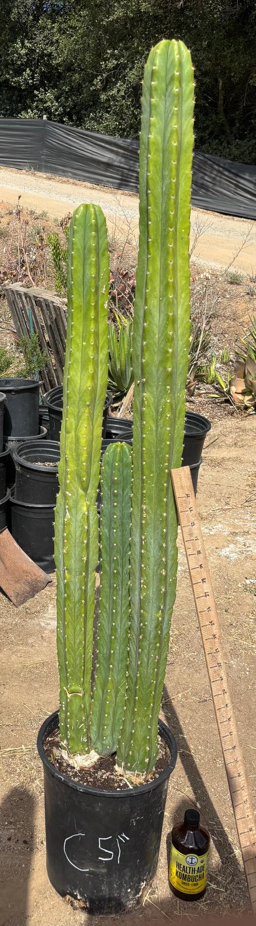 #EC125 EXACT GIANT Trichocereus Pachanoi PC Potted Cactus Specimens