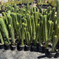 #EC125 EXACT GIANT Trichocereus Pachanoi PC Potted Cactus Specimens